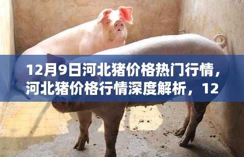 河北猪价格行情深度解析,热门动态与时代影响探讨(12月9日)