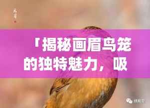 「揭秘画眉鸟笼的独特魅力,吸引无数爱好者争相探索!」