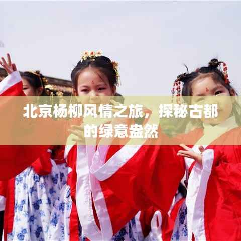 北京杨柳风情之旅,探秘古都的绿意盎然
