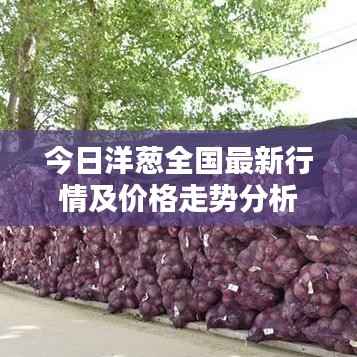 今日洋葱全国最新行情及价格走势分析