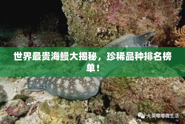 世界最贵海鳗大揭秘,珍稀品种排名榜单!