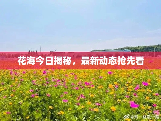 花海今日揭秘,最新动态抢先看